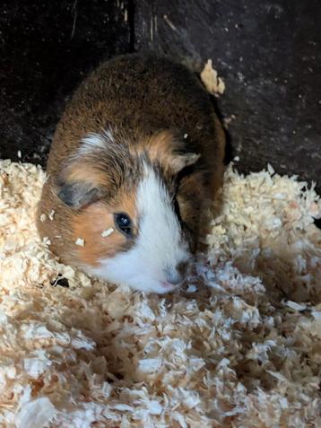 Cavia beertje  beschikbaar voor biedingen