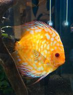 6 discussen te koop of ruilen tegen CARIDINA GARNALEN., Animaux & Accessoires, Poisson, Poisson d'eau douce, Banc de poissons