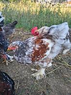 Brahma porselein hanen, Dieren en Toebehoren, Pluimvee, Mannelijk, Kip