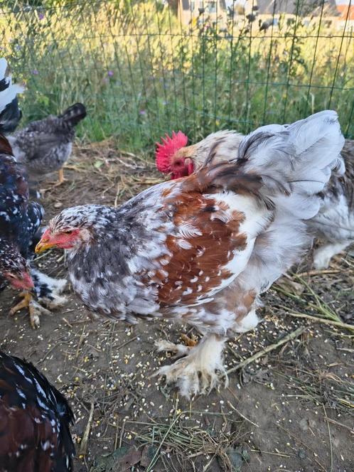 Brahma porselein hanen, Dieren en Toebehoren, Pluimvee, Kip, Mannelijk