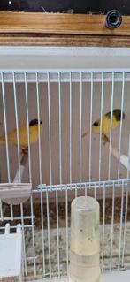 Koppel gloster, Dieren en Toebehoren, Vogels | Kanaries