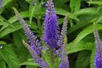 Veronica Longifolia, Tuin en Terras, Planten | Struiken en Hagen, Ophalen