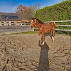 Tekoop 3.5 jarige, Dieren en Toebehoren, Paarden, Ruin