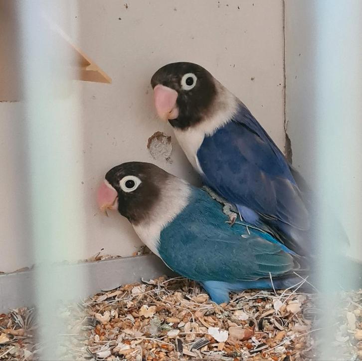 Agapornis Personata poppen, Dieren en Toebehoren, Vogels | Parkieten en Papegaaien, Dwergpapegaai of Agapornis, Vrouwelijk, Geringd