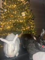 Dwergkonijnen te koop, Dieren en Toebehoren, Meerdere dieren, Dwerg, 0 tot 2 jaar