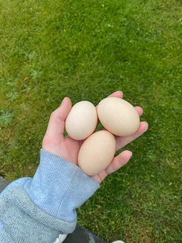 Wyandotte broedeieren (Raszuiver!) 🐣 beschikbaar voor biedingen