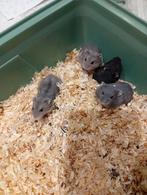 nestje 4 russische dwerghamsters, Dieren en Toebehoren, Knaagdieren, Hamster, November, Meerdere dieren, Tam