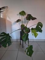 Monstera plant, Ophalen