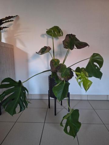 Monstera plant beschikbaar voor biedingen