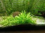 Plante aquarium, Animaux & Accessoires, Poissons | Aquariums & Accessoires, Enlèvement