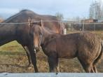 Quarter veulen, Dieren en Toebehoren, Minder dan 160 cm, Gechipt, Niet van toepassing, 0 tot 2 jaar