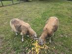 Schapen te koop