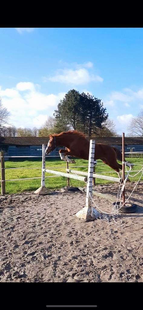 Mooie talentvolle jonge D-pony te koop., Dieren en Toebehoren, Paarden, Merrie