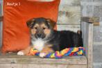 Prachtige kruising Herder pups, Parvo, België, 8 tot 15 weken, Groot