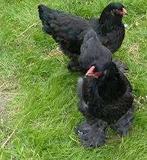 Brahma hanen en hennen in verschillende kleuren, Dieren en Toebehoren, Pluimvee, Kip