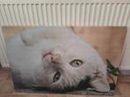 Foto kat canvas 90x60 cm, Ophalen, Zo goed als nieuw, 75 tot 100 cm, Foto of Poster