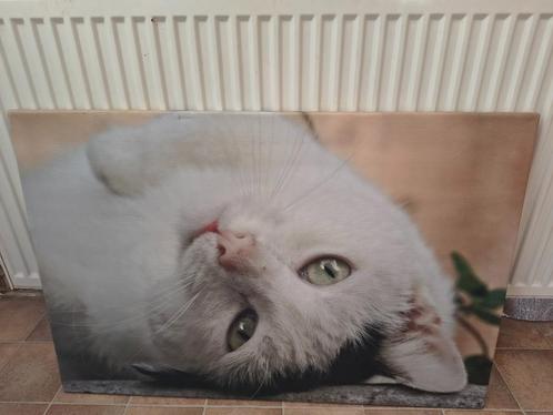 Foto kat canvas 90x60 cm, Huis en Inrichting, Woonaccessoires | Schilderijen, Tekeningen en Foto's, Zo goed als nieuw, Foto of Poster