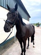 3 jarige springpaard ruin im special de muze, Dieren en Toebehoren, Paarden, Springpaard, Gechipt, Ruin, Zadelmak