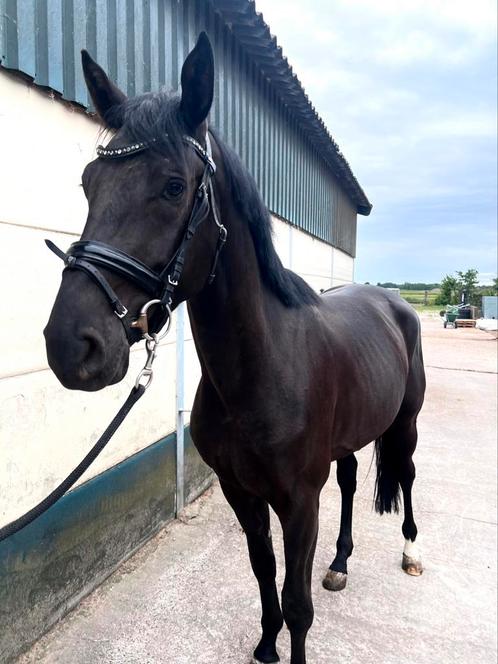 3 jarige springpaard ruin im special de muze, Dieren en Toebehoren, Paarden, Ruin, Zadelmak, 165 tot 170 cm, 3 tot 6 jaar, Springpaard