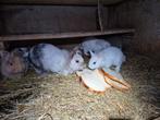 Nestje dwergkonijnen, Dieren en Toebehoren, Knaagdieren, September, Meerdere dieren, Overige typen