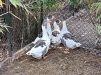 2 vrouwelijke vlaamse ganzen, Dieren en Toebehoren, Pluimvee