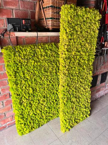 Moswanden in verschillende maten uit Noord- en Oost Europa beschikbaar voor biedingen