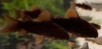 Black Venezuela Corydora, Dieren en Toebehoren, Vis, Zoetwatervis