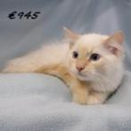 Ragdoll - Prachtige kittens te koop, Dieren en Toebehoren, Katten en Kittens | Raskatten | Langhaar, Meerdere dieren, Gechipt