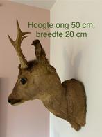 Gewei ree taxidermie oud vintage retro, Ophalen