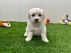 Nestje Bichon Frisé pups