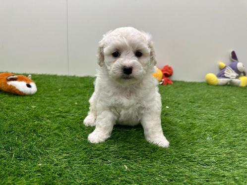 Nestje Bichon Frisé pups, Dieren en Toebehoren, Honden | Chihuahua's en Gezelschapshonden, Meerdere dieren, Overige rassen, Fokker | Professioneel