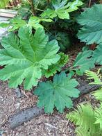 Gunnera manicata., Tuin en Terras, Ophalen, Zomer