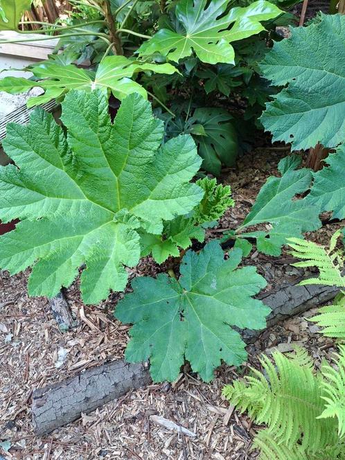 Gunnera manicata., Tuin en Terras, Planten | Tuinplanten, Zomer, Ophalen