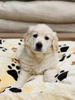 Garçon Golden Retriever belge à vendre, Parvovirose, Un chien, Belgique, 8 à 15 semaines
