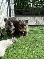 Prachtige dwergkees pups, Dieren en Toebehoren, Honden | Poolhonden, Keeshonden en Oertypen, CDV (hondenziekte), Meerdere, Keeshond