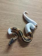 Pythons regius, Dieren en Toebehoren