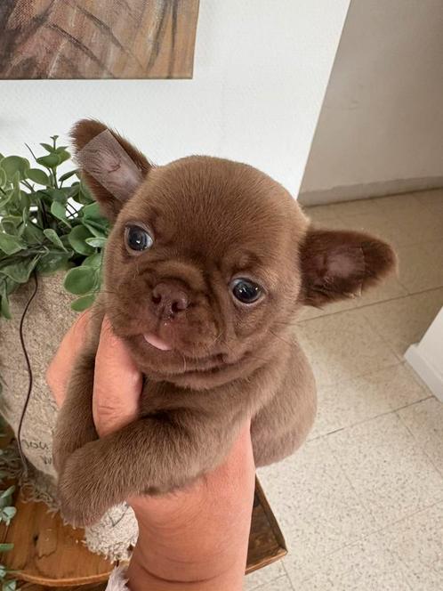 Prachtige chihuahua pupys, Dieren en Toebehoren, Honden | Chihuahua's en Gezelschapshonden, Geslacht onbekend, Chihuahua, Fokker | Hobbymatig