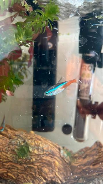 4 neon tetras, Dieren en Toebehoren, Ophalen, Zo goed als nieuw, Gevuld zoetwateraquarium