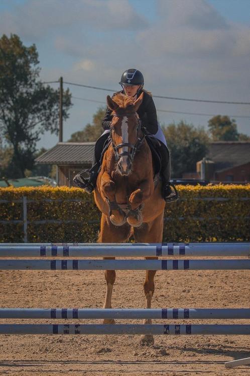Merrie te koop met interessante papieren, Dieren en Toebehoren, Paarden, Merrie, L, 170 tot 175 cm, 11 jaar of ouder, Springpaard