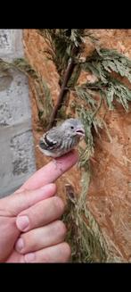 Meesgoudvinken, Dieren en Toebehoren, Vogels | Overige Vogels