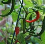 5 graines de poivre de Cayenne, Jardin & Terrasse, Bulbes & Semences, Enlèvement ou Envoi