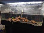 Aquarium, Dieren en Toebehoren, Ophalen, Gebruikt, Gevuld zoetwateraquarium