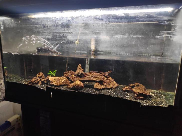 Aquarium, Dieren en Toebehoren, Vissen | Aquaria en Toebehoren, Gebruikt, Gevuld zoetwateraquarium, Ophalen