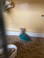 agapornis fischeri blauw /opaline, Geslacht onbekend, Dwergpapegaai of Agapornis, Geringd