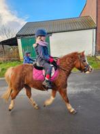 bijrijder / cavalier(e), Dieren en Toebehoren, M
