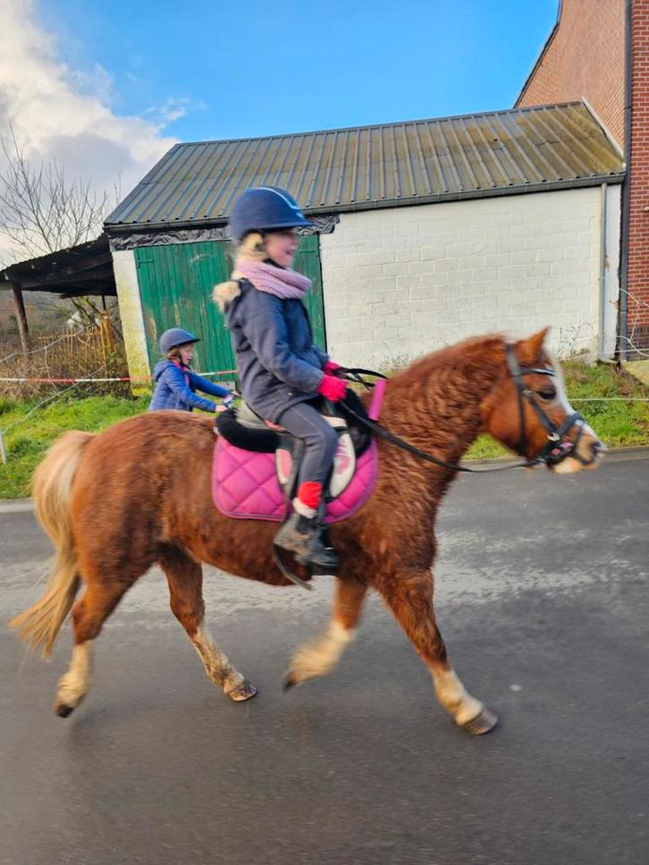 bijrijder / cavalier(e), Dieren en Toebehoren, Pony's, M