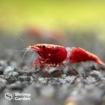 Red Rili Neocaridina garnalen, Dieren en Toebehoren, Kreeft, Krab of Garnaal, Zoetwatervis, Schoolvis