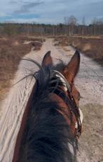 Te koop: Prachtige 5-jarige merrie met stamboek, Dieren en Toebehoren