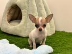 MINI Chihuahua pups, Dieren en Toebehoren, Honden | Chihuahua's en Gezelschapshonden, België, 8 tot 15 weken, CDV (hondenziekte)