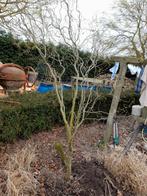 Krulwilg, Tuin en Terras, Planten | Bomen, Ophalen of Verzenden
